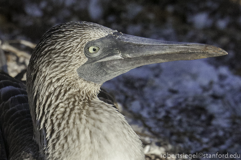 galapagos